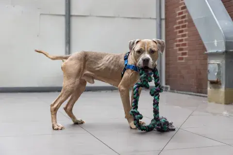 credit: ASPCA